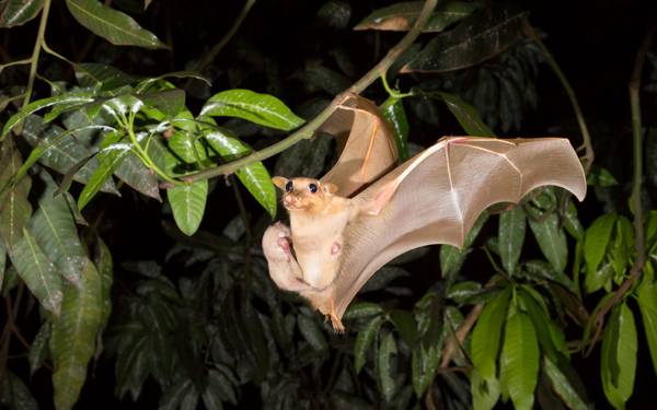 the bat flew into the apartment 