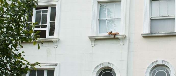 The fox, sleeping on the windowsill, struck the inhabitants of London