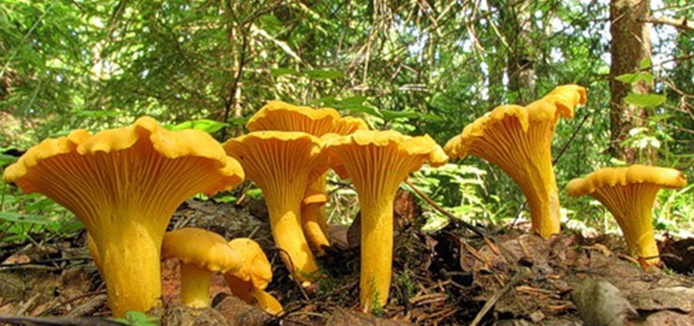 Chanterelles are not afraid of worms