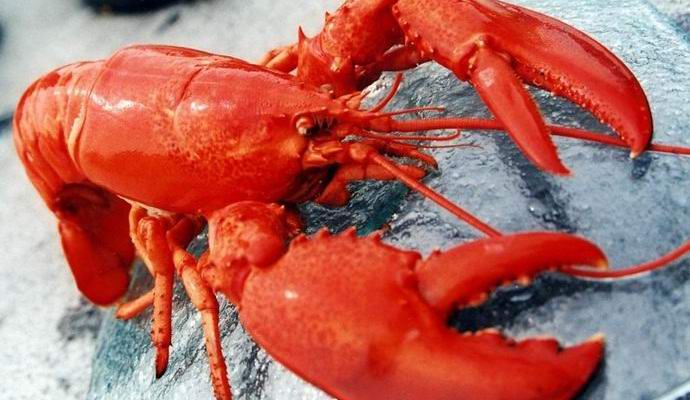 Lobsters were theoretically immortal