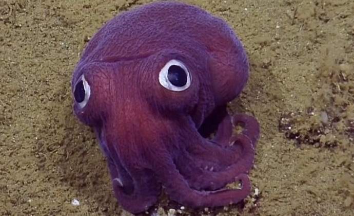 The lop-eyed lilac squid delighted scientists