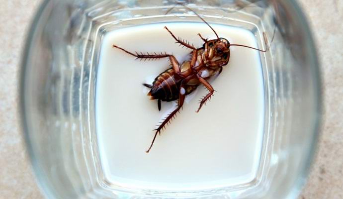 People will start drinking cockroach milk.