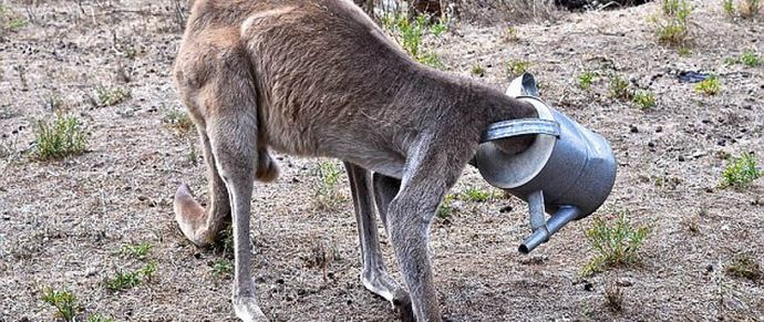 People save a kangaroo - what a blessing!