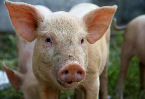 People are ready to transplant the lungs of genetically modified pigs