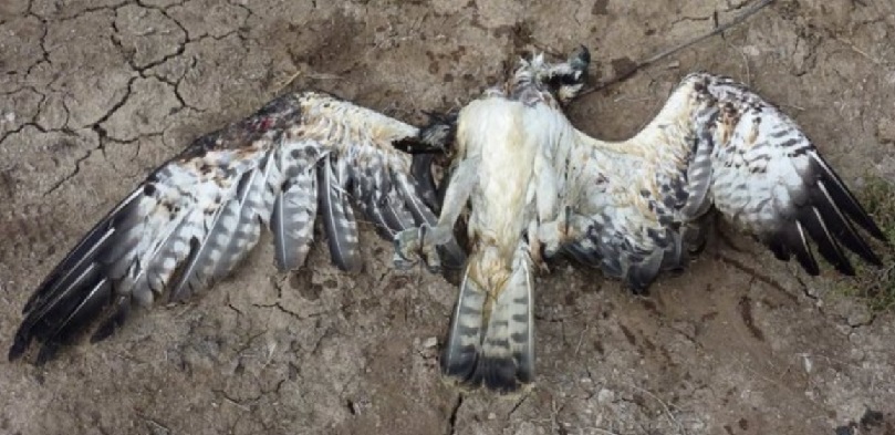 Mass death of birds in Krasnodar: who is to blame