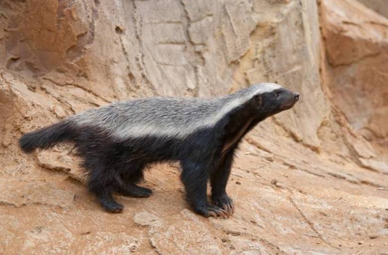 Honey badger is an animal that Kenyan hunters respect for fearlessness.