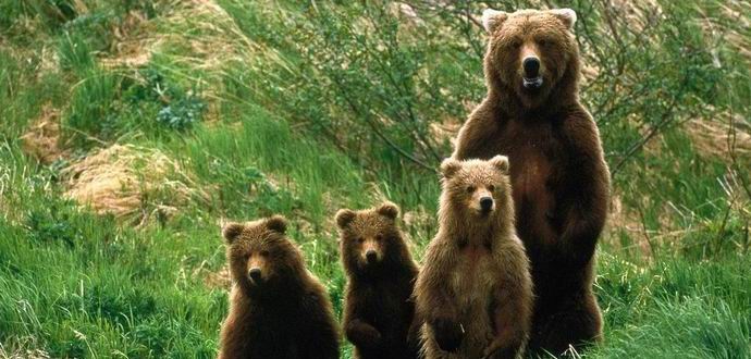 A bear corrects cameras in the Khingan reserve