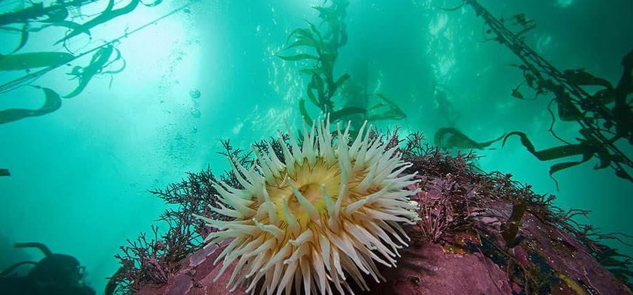 Marine life protect us from millions of viruses all this time. 