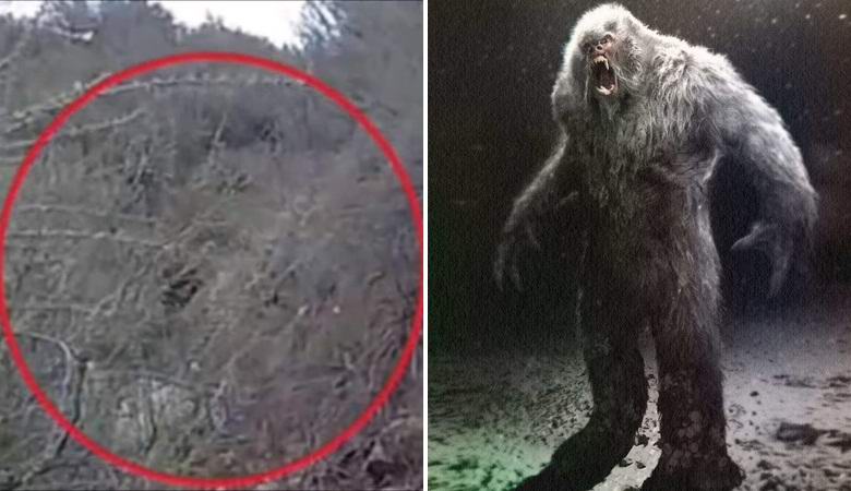 The motorcyclist came across a bigfoot