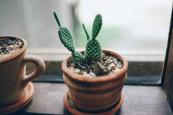 cactus on the windowsill 