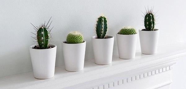 types of cacti 