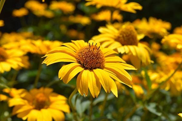 yellow flowers 