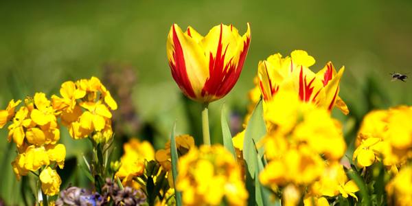types of yellow flowers signs 