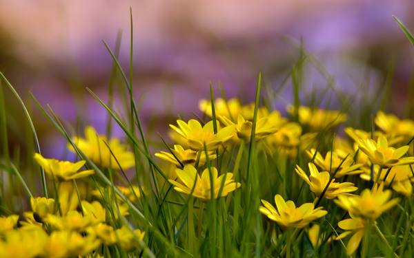 beautiful yellow flowers 