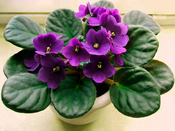 is it possible to keep violets at home 