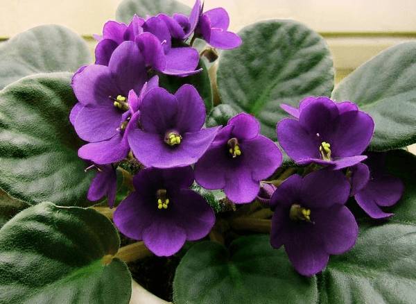 purple violets 