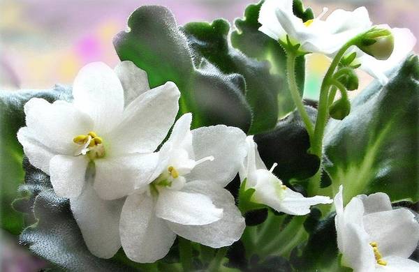 white violets 