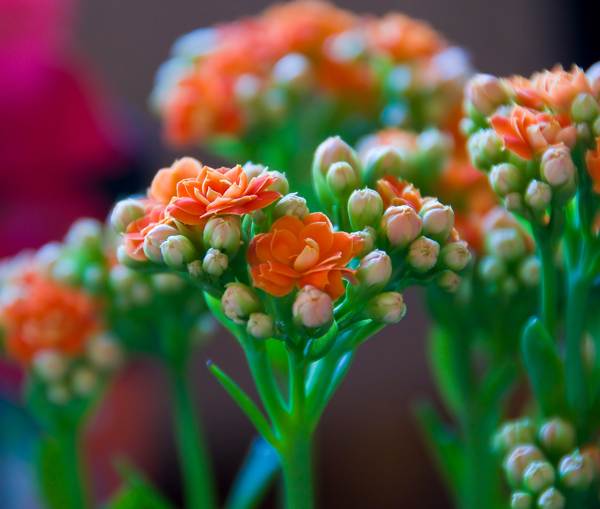 Kalanchoe in the house 