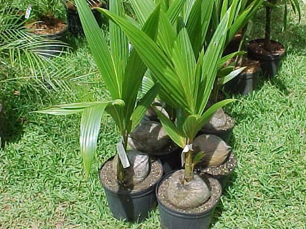 Coconut palm 