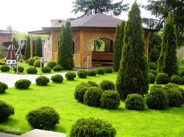 Is it possible to plant at home or on a plot of thuyu - signs and superstitions 