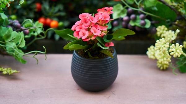is it possible to give flowers in pots for birthday omens 