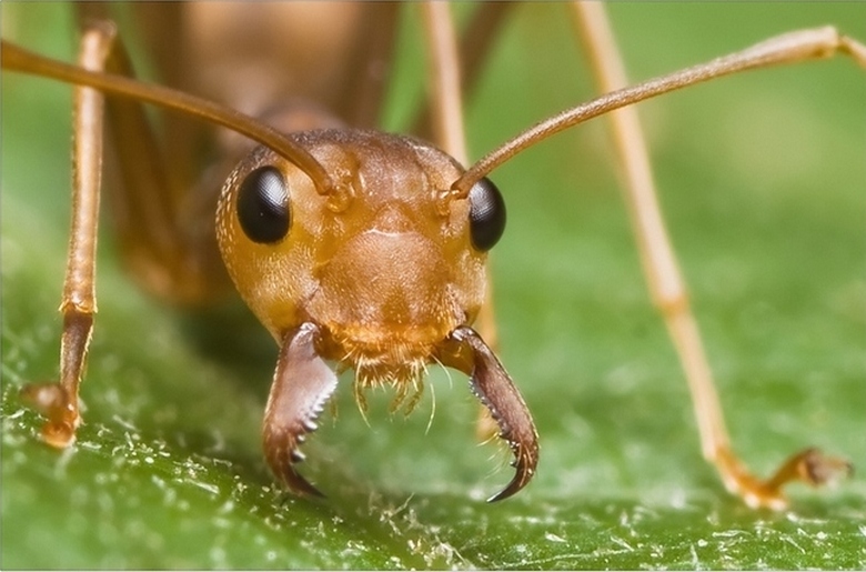 Ants that torture their prey