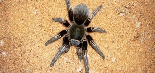 The man received a giant spider in the mail