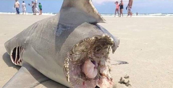 A half-eaten shark found on an American beach