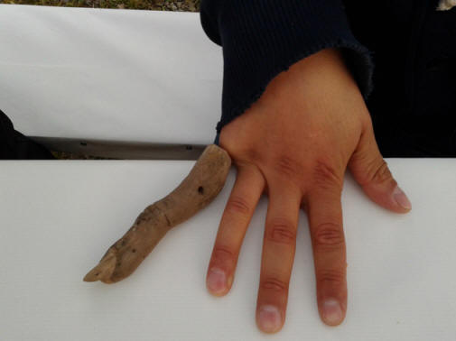 The expedition team found this mysterious wooden finger near the meteorite.