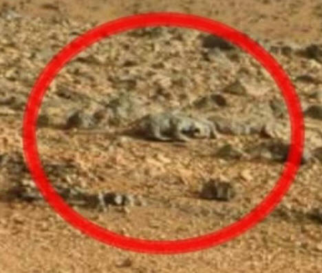 Martian Lizard