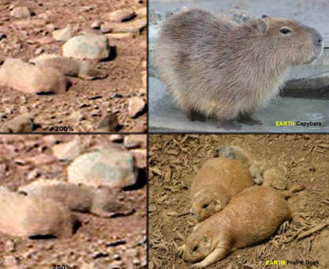 The Martian rodent (on the left), on the right - his earthly brethren