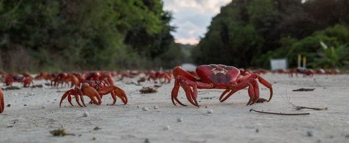 On Christmas Island - a holiday of the future Christmas