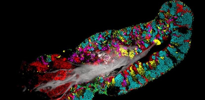 Amazing images show bacteria creating tiny colonies on your tongue 