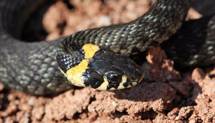 In Ukraine, caught a giant snake