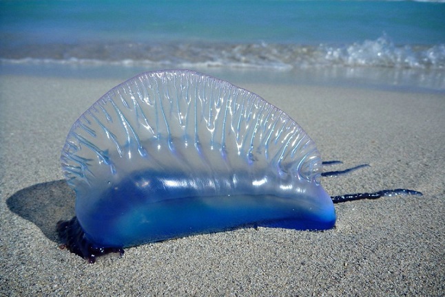 Found on the beach