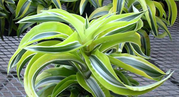 dracaena blooms 