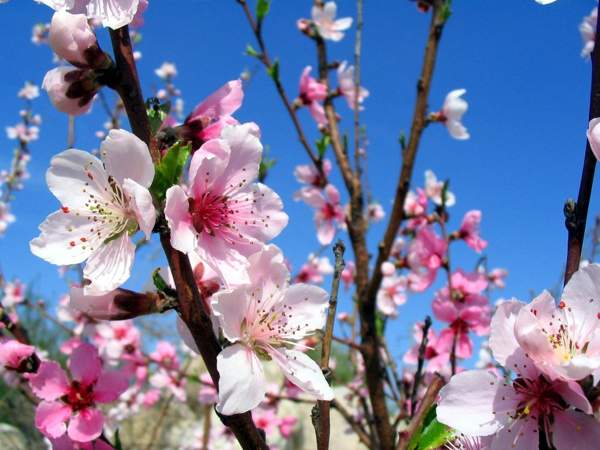 Folk omens for April 1 - Darya Spring Day 