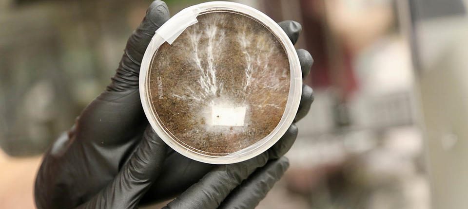 NASA plans to 'grow' bases on Mars and the Moon from an amazing material: mushrooms 