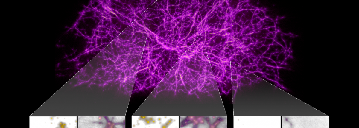 NASA: Strange behavior of mold reveals hidden network of dark matter 