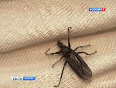 The invasion of bibionides in Moscow: playgrounds fell in love with suspicious bugs