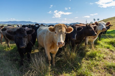 Our planet will be destroyed ... meat and milk