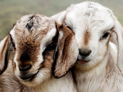 The year of the goat has come - how to use it for your well-being