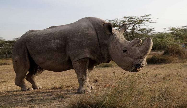 The last white rhino male on the planet is gone