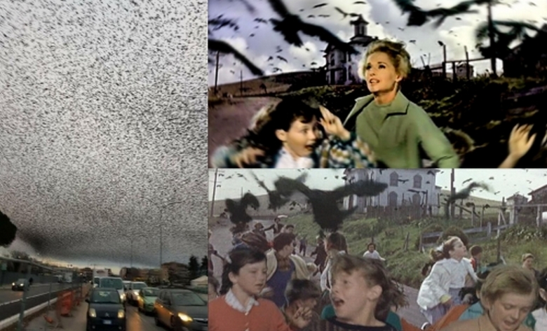 Millions of terrified birds covered the sky over Rome