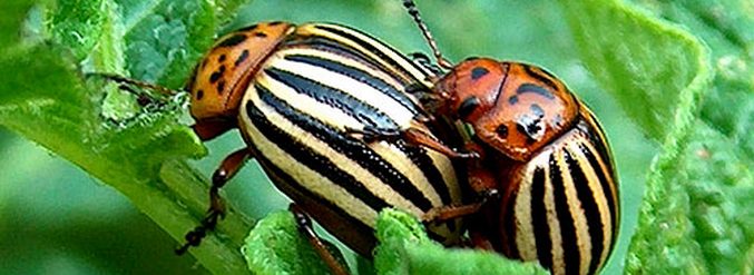 German geneticists have created potatoes that destroy Colorado beetles