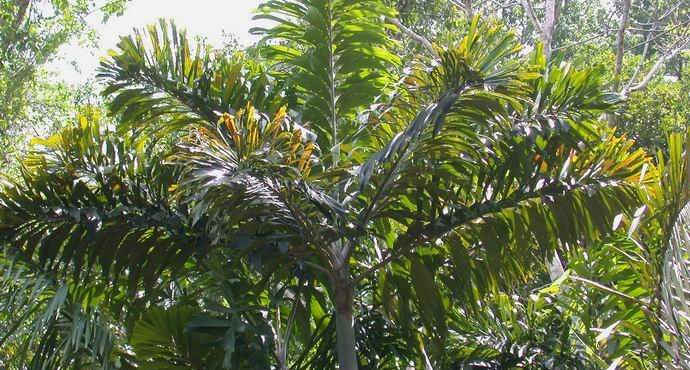 Fancy Trees - Walking Ecuadorian Palm Trees