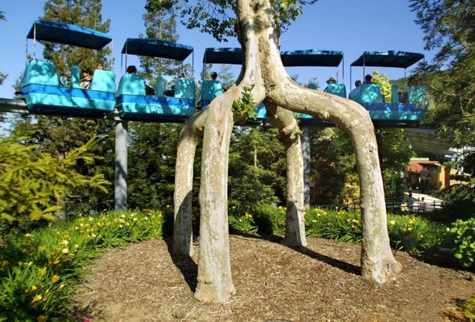 Unusual trees of Alex Erlandson