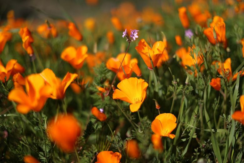 The unusually plentiful flowering of poppies in California has led to a collapse on the roads