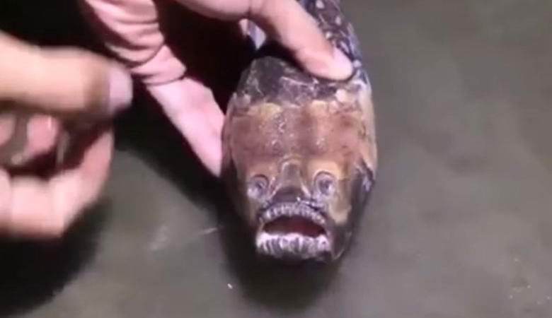 Weird fish caught in China