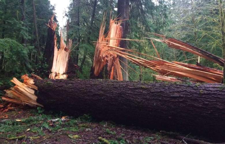 Unknown force tumbled down hundreds of centuries-old trees in the USA